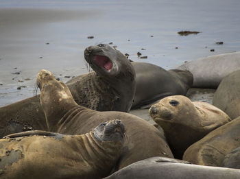 High angle view of sea lion on beach