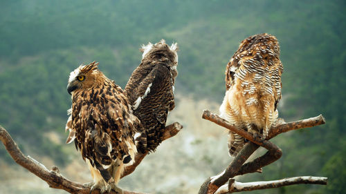 Three javanese owls on dry tree branch. owls living on dieng plateau on island java, indonesia