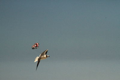 Bird flying in the sky