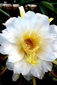 Close-up of white flowers blooming outdoors