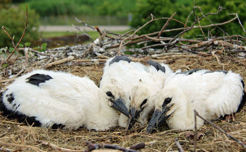 View of birds on land