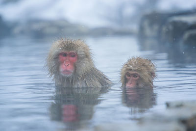 Snow monkey in a hot spring, nagano, japan.