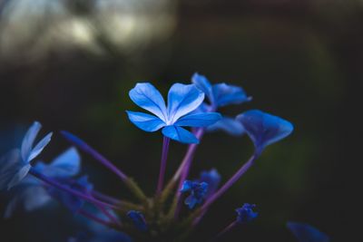 Close-up of blue flowers