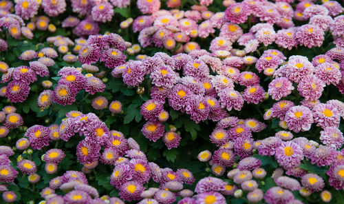 Full frame shot of flowers