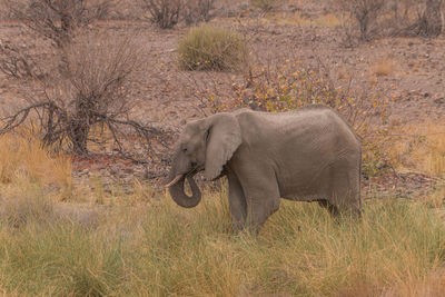 Side view of elephant in field