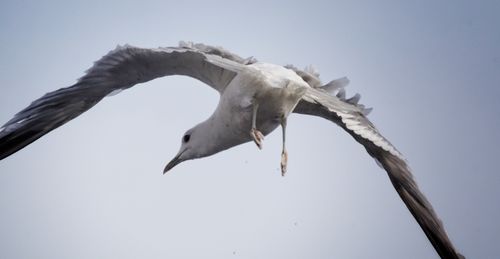 Low angle view of seagull flying against clear sky