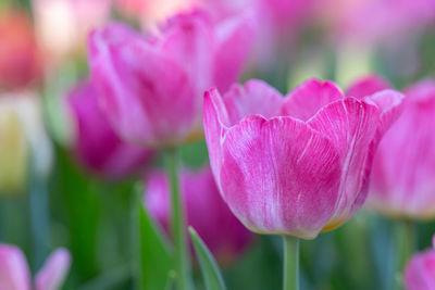 Close-up of pink tulip