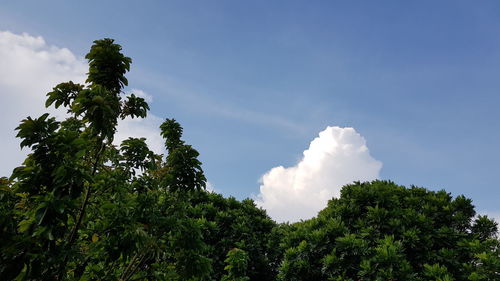 Low angle view of trees against sky