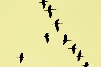 Low angle view of silhouette birds flying against clear sky