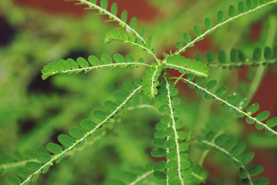 Close-up of fern leaves