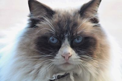 Close-up portrait of a cat