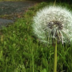 Close-up of dandelion flower