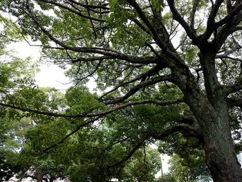 Low angle view of trees