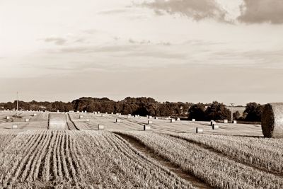 Scenic view of vineyard