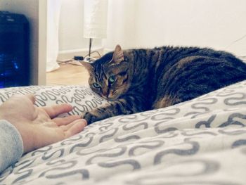 Close-up of cat on bed at home