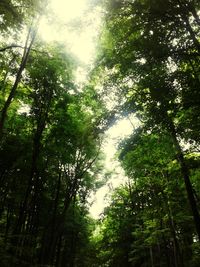 Low angle view of trees in forest