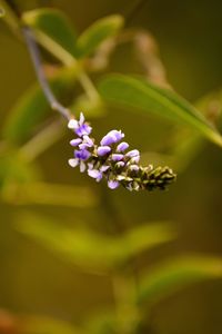 Close-up of purple flowering plant