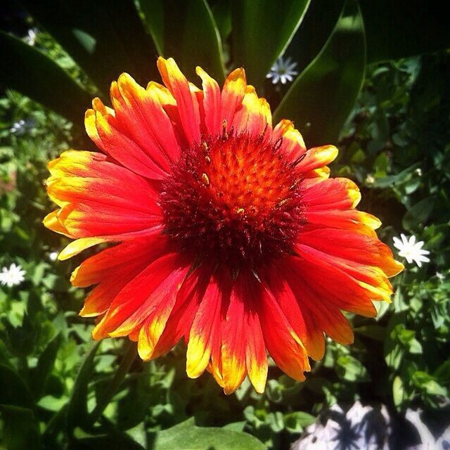 flower, petal, flower head, freshness, fragility, growth, blooming, beauty in nature, red, close-up, pollen, focus on foreground, plant, nature, single flower, orange color, in bloom, yellow, park - man made space, day