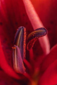 Close-up of red lily pollen