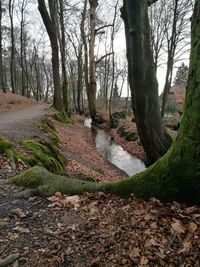 Bare trees in forest