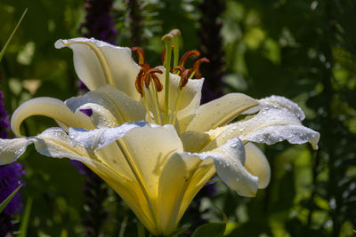 Giant yellow lily flower head with dew drops 