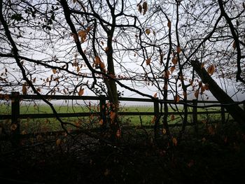 Bare trees on field against sky