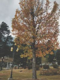 Trees against sky during autumn