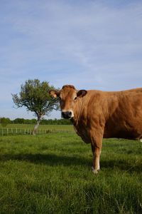 Close-up of cow standing on field against sky