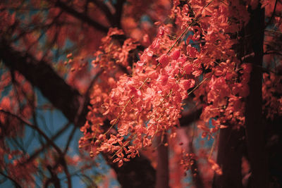 Close-up of cherry blossom tree