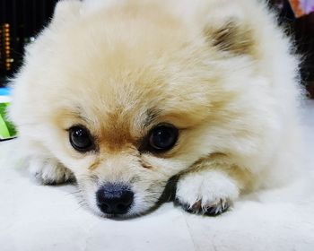 Close-up portrait of dog