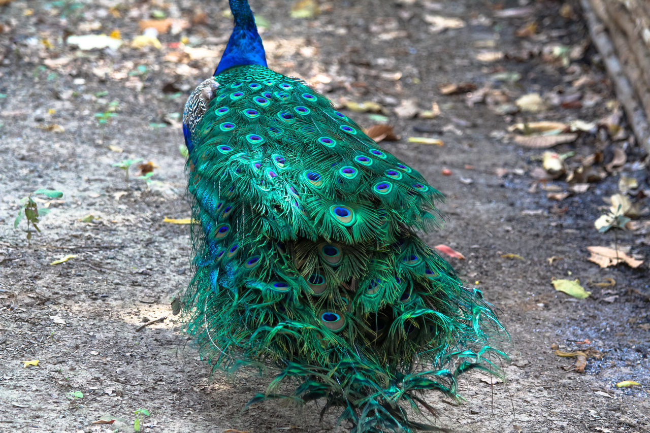 CLOSE-UP OF PEACOCK FEATHERS