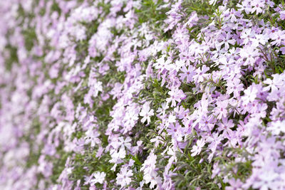 Purple flowers blooming in park