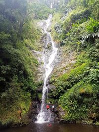 Scenic view of waterfall in forest