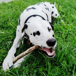 Close-up of a dog on grass