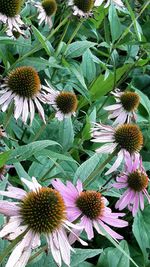 High angle view of coneflowers blooming at park