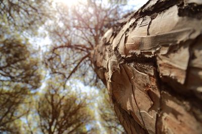 Close-up of tree trunk in forest