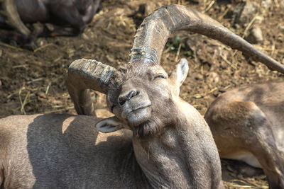 Close-up of an animal on field