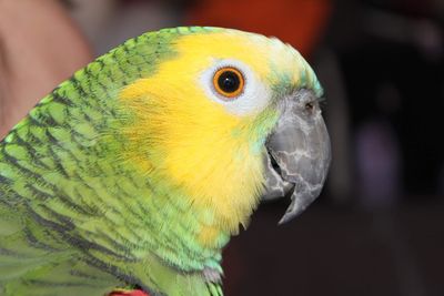 Close-up of parrot