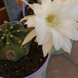 High angle view of potted plant