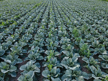 Full frame shot of plants