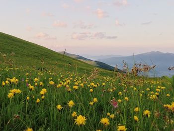 Yellow flowers blooming on field against sky