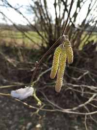 Close-up of plant growing on field