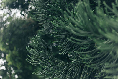 Close-up of pine tree