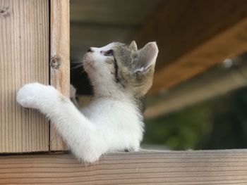 Close-up of cat on wood