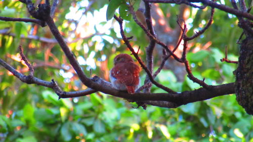 Bird perching on branch