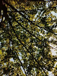 Low angle view of tree