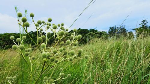 Plants growing on field against sky