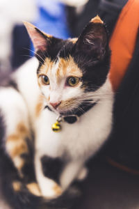 Close-up portrait of cat with eyes