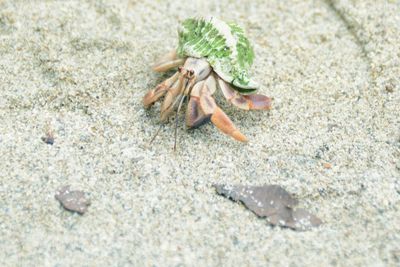 Close-up of crab on sand