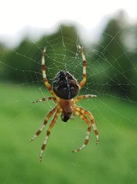 Close-up of spider on web